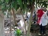 Inovasi KAKAK CANTIK : Pantau Jentik, Waspada Wabah DB